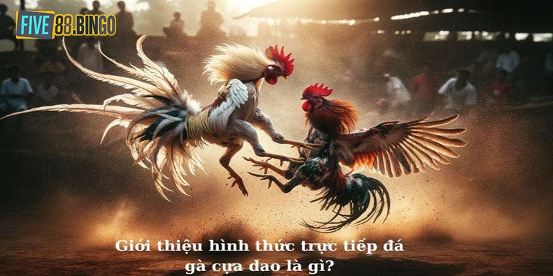 Tất Tần Tật Thông Tin Cần Biết Khi Chơi Đá Gà Cựa Dao Five88