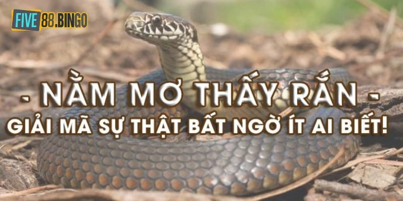 Mơ Thấy Rắn: Five88 Giải Nghĩa Và Gợi Ý Số May Mắn
